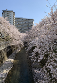 神田川　亀齢橋からの桜